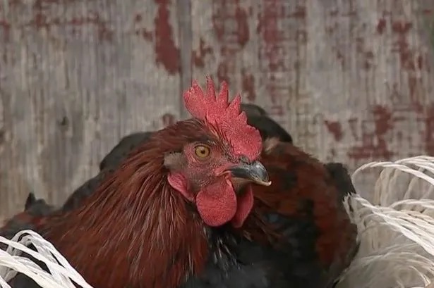 Burglars Use Chickens as Distraction to Rob Homes in Pennsylvania