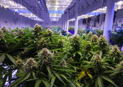 ASIS Announces ANSI-Approved Cannabis Security Standard