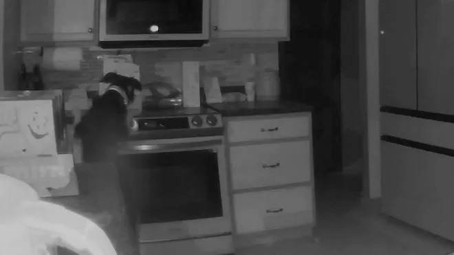 Video shows dog turning on stove, starting fire in Colorado Springs home