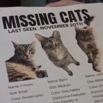 Dozens of cats stolen from homes in Rock City, Illinois