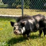 ‘Ham-burglar’: Officers wrangle hog attempting high school break-in