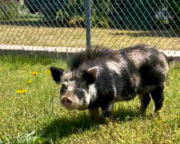 ‘Ham-burglar’: Officers wrangle hog attempting high school break-in