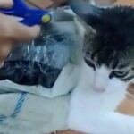 Crazy Criminals: Drug-Smuggling Cat Was Caught Trying to Break Into Prison